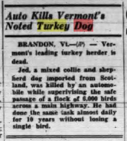 Vermont's famous turkey dog Jed