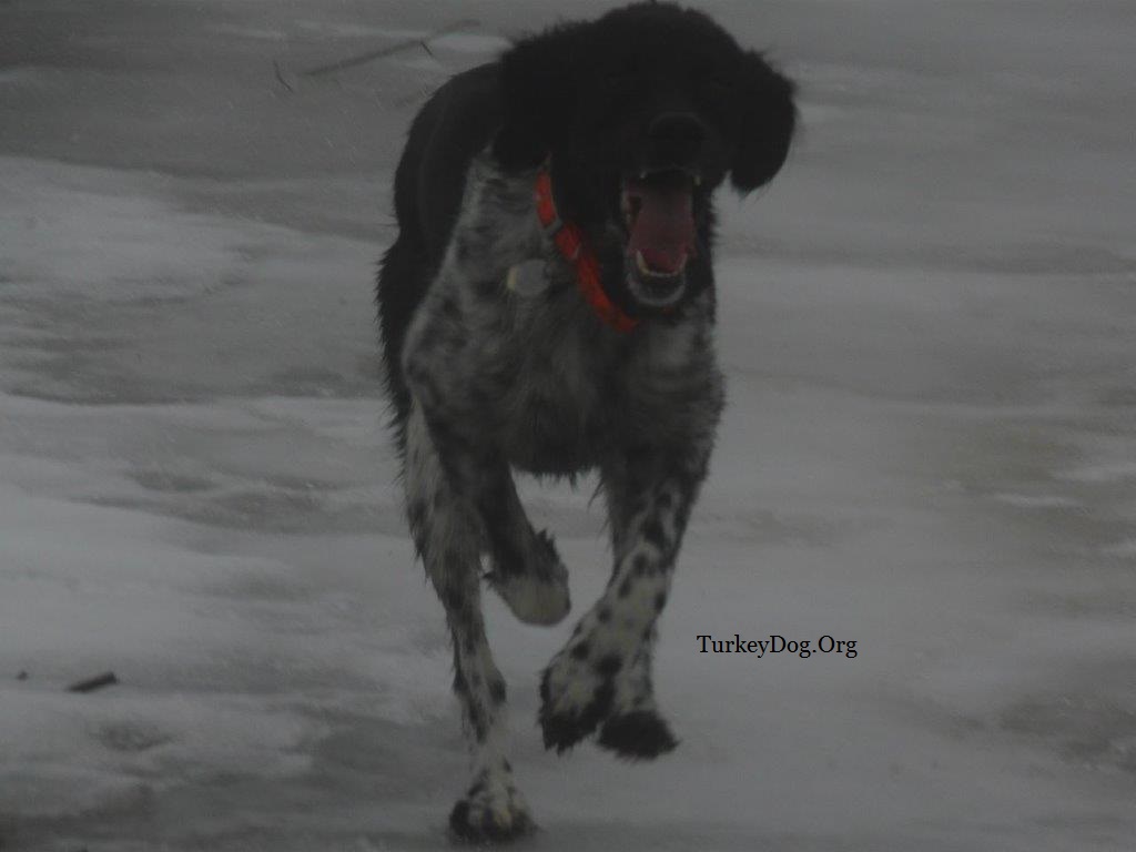 American Wild Turkey Hunting Dog Association since 1607