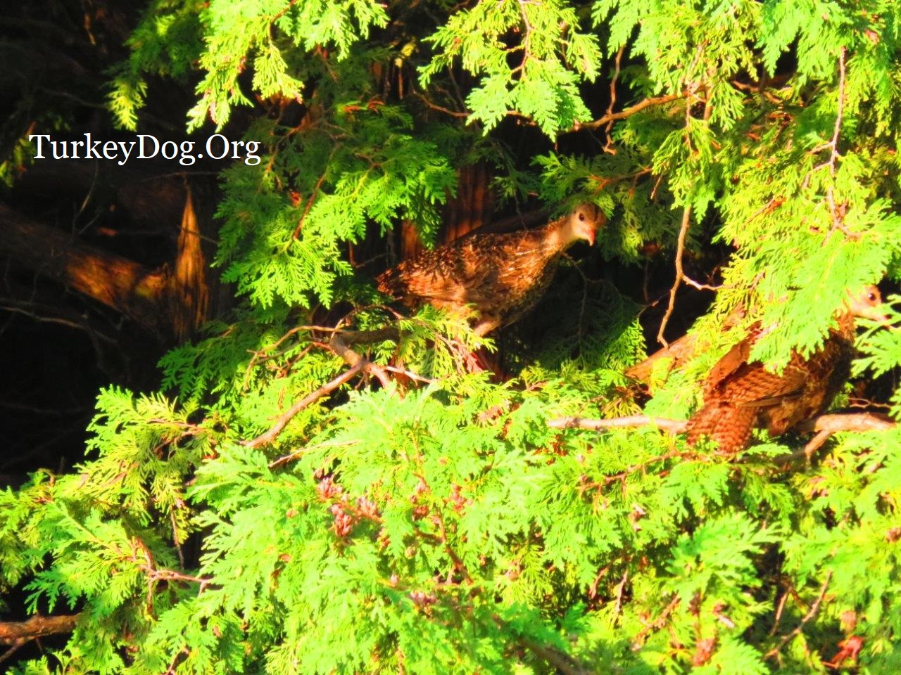 Historical and unusual facts about dogs that hunt turkeys in the fall