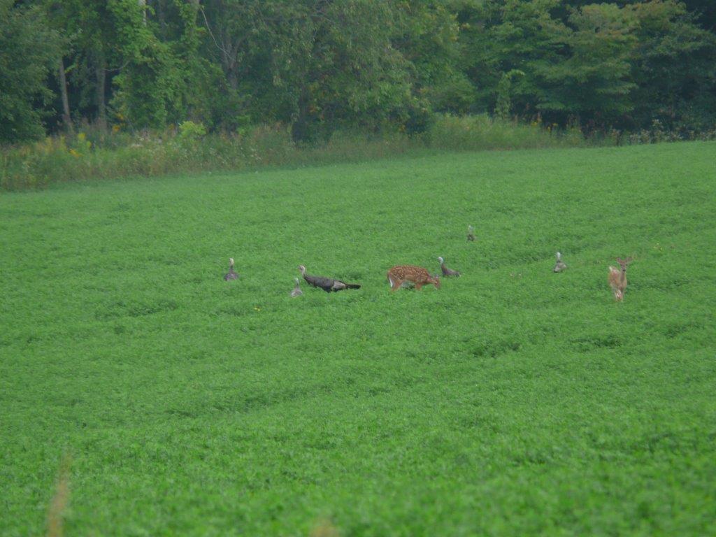 deer and turkey huddle to coordinate plans