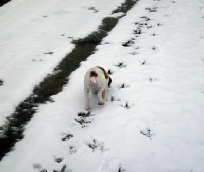 brittany turkey dog snow tracking