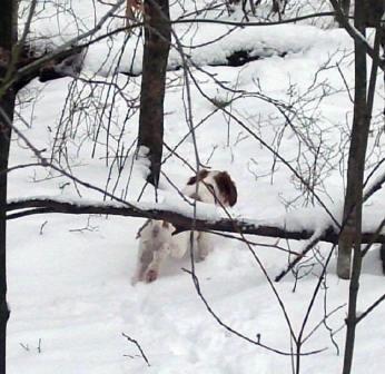 snowy woods turkey puppy hunt