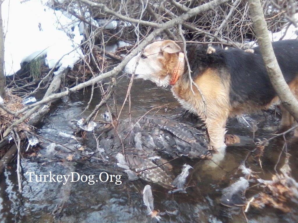 Old dog still able to find wounded turkey, saved game for hunter
