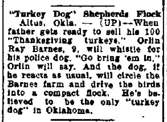 Oklahoma turkey dog