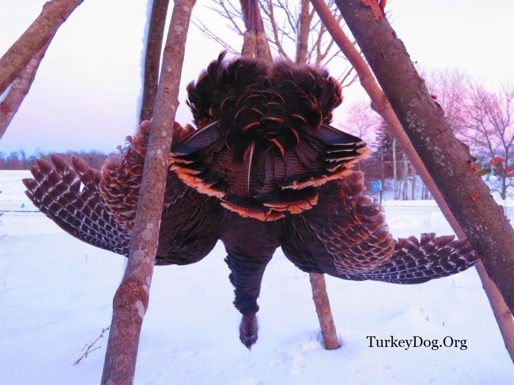 Wild turkey hanging in Indian teepee