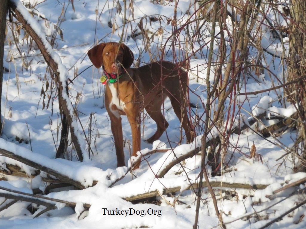 Appalachian turkey dog in Wisconsin