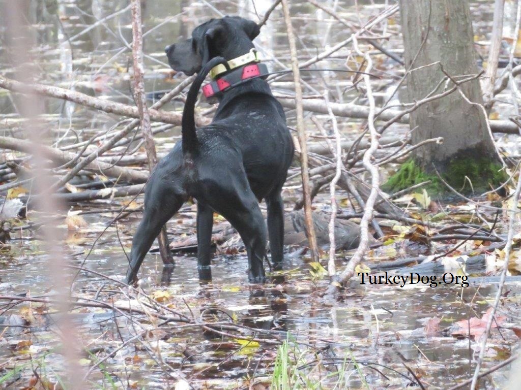 Dog finds turkey in swamp