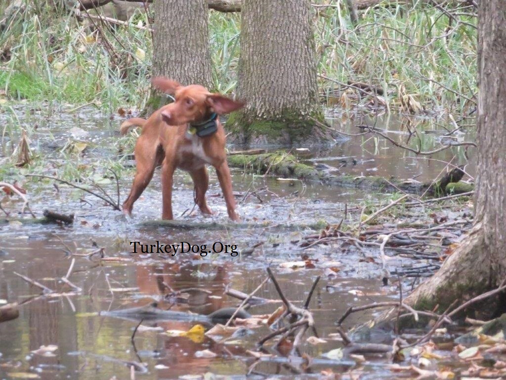 hunting turkeys in the swamp