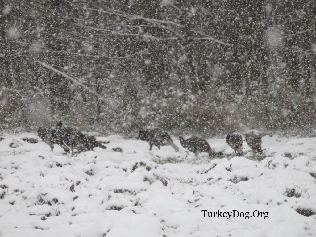 Hunting wild turkeys in a snowstorm