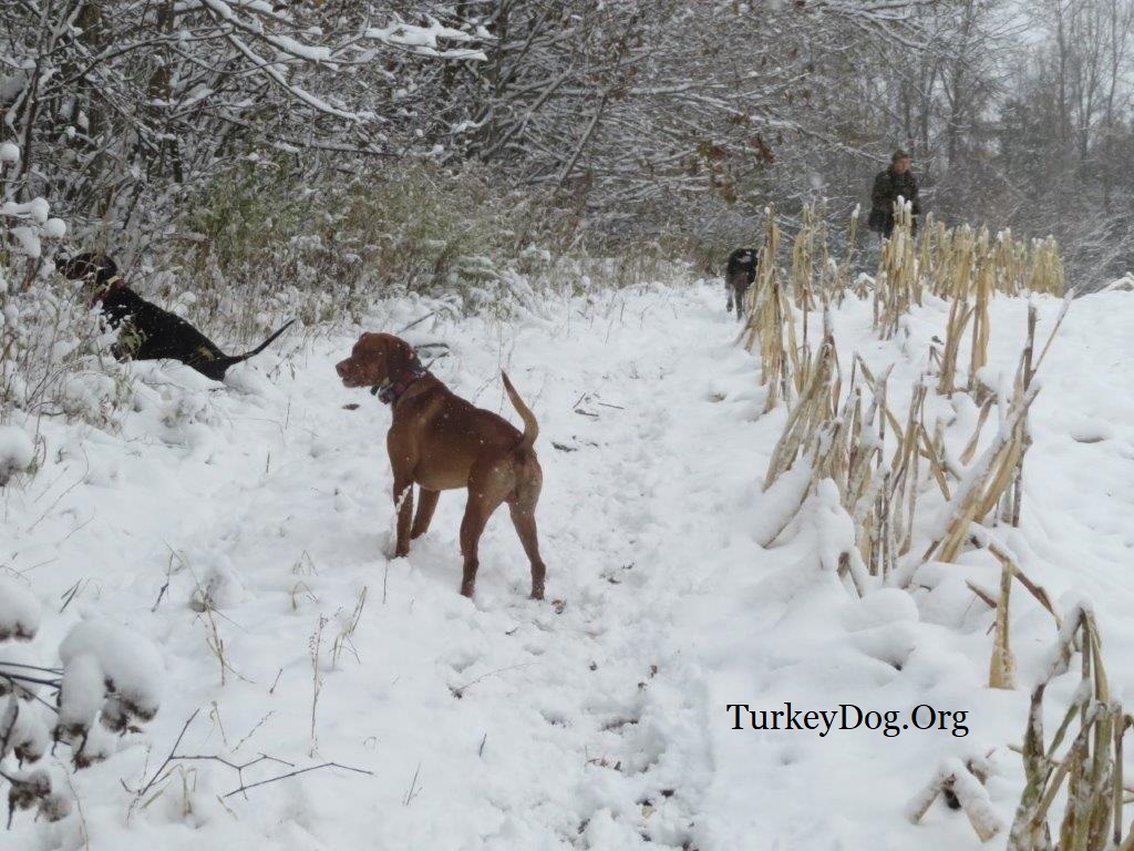3 dogs hunting turkeys in the snow