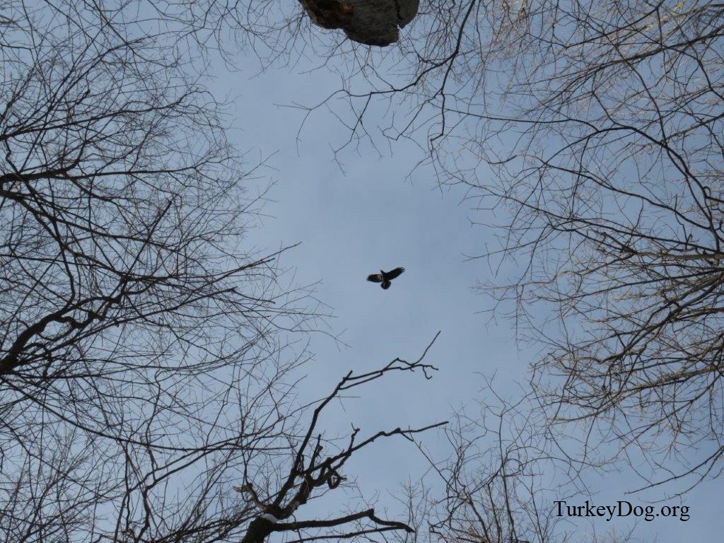 Turkey flying high
