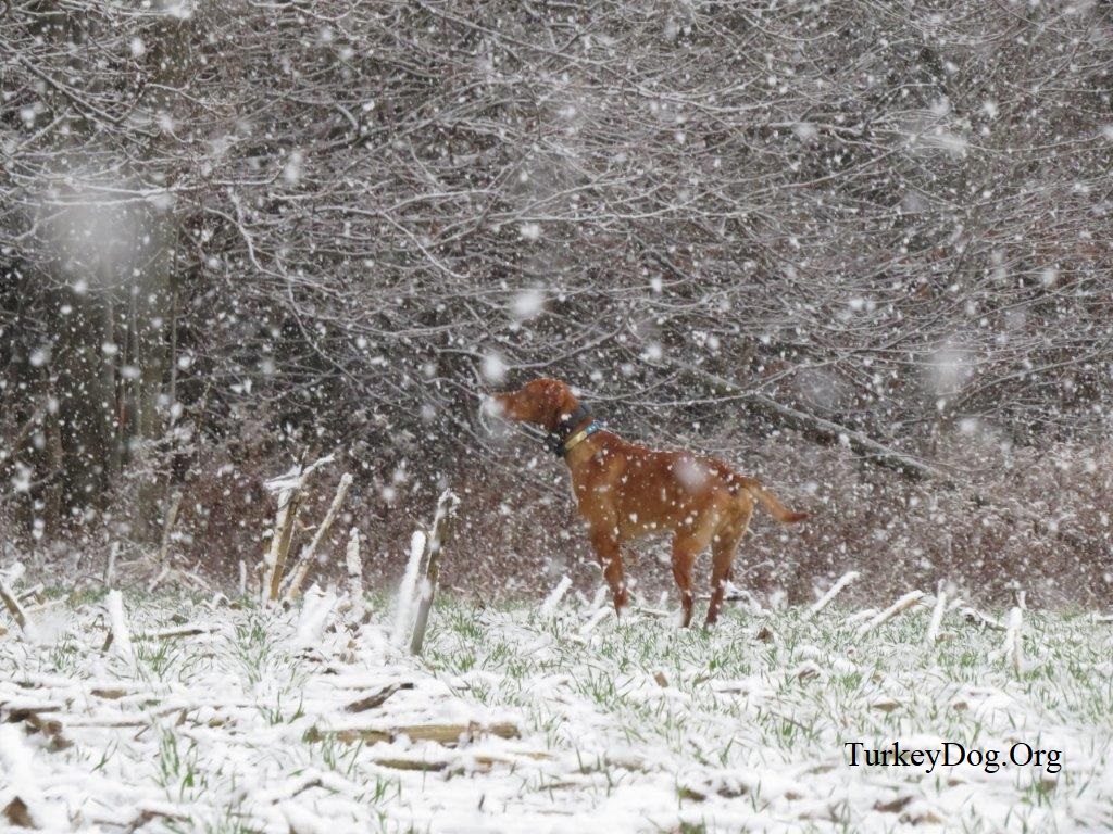 Turkey dog in a snowstorm