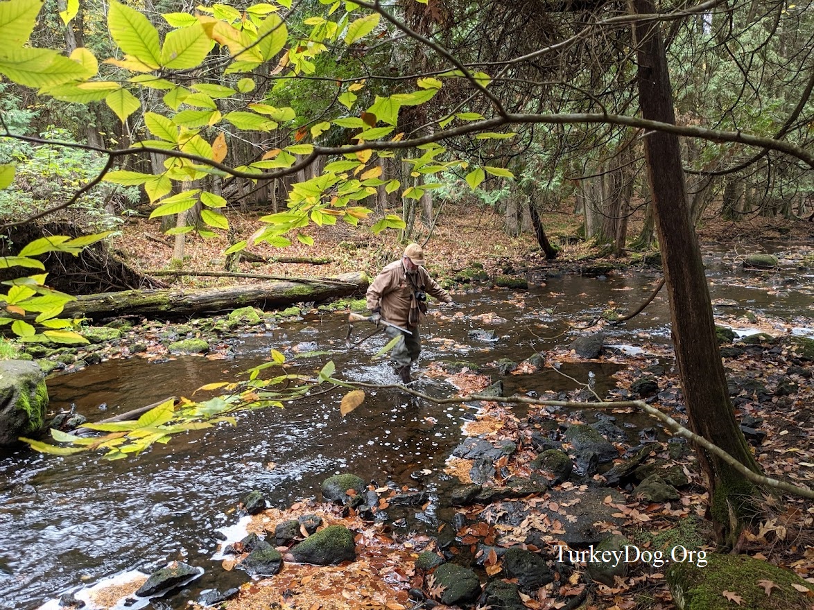 Fall turkey hunter crossing the creek.