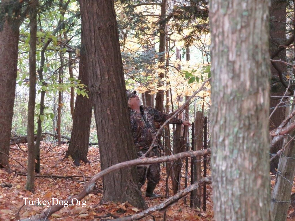 Fall turkey hunter hears something high up in the trees.