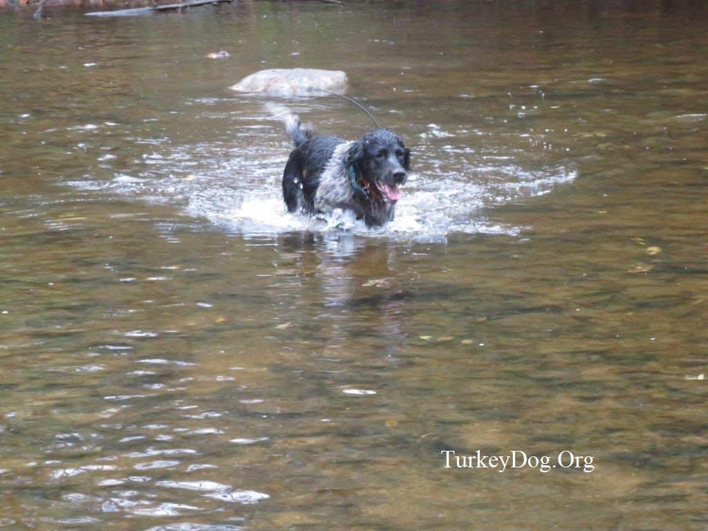 Turkey dog crossing the river.