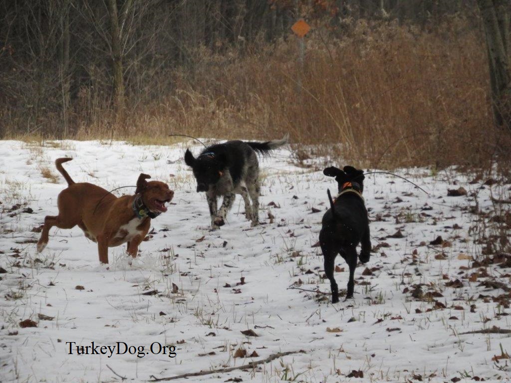 3 turkey dogs in the Kettle Moraine.