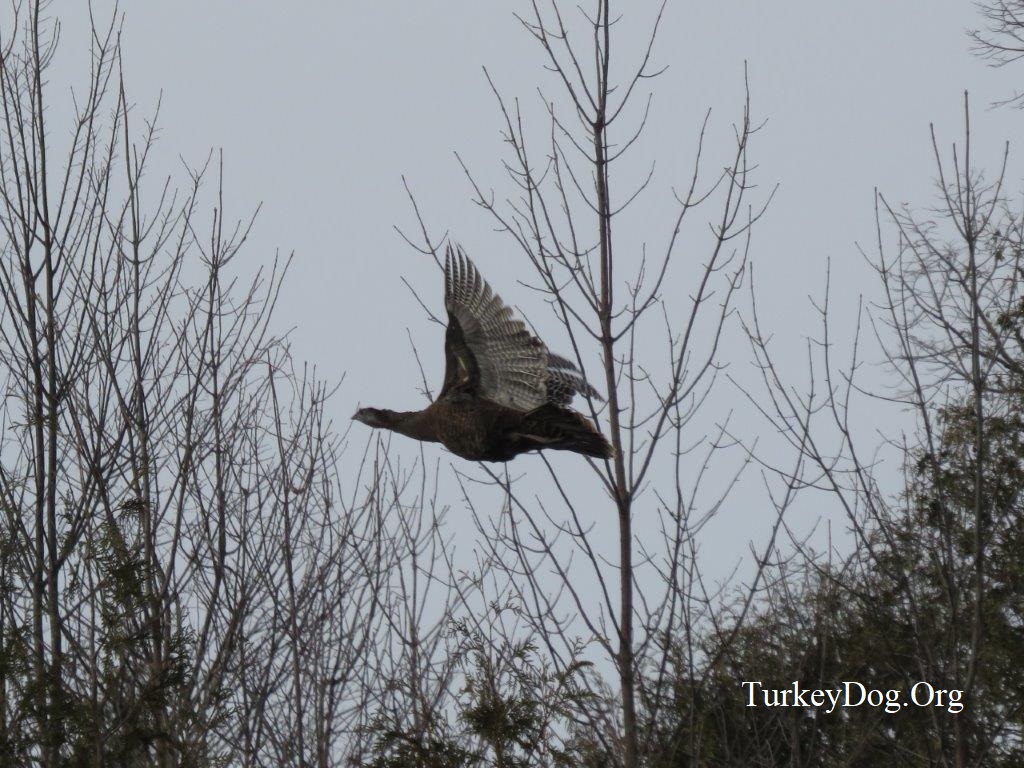 Beautiful turkey flying.