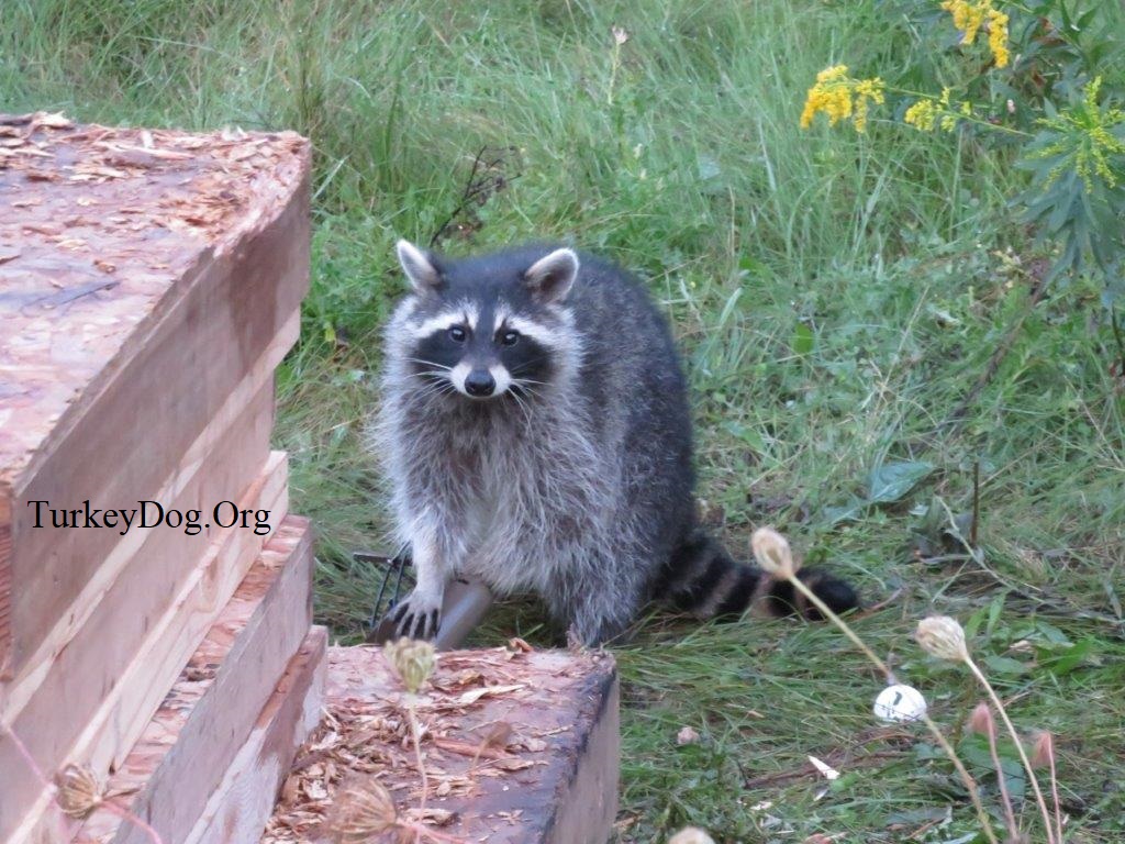 racoon in dog-proof trap