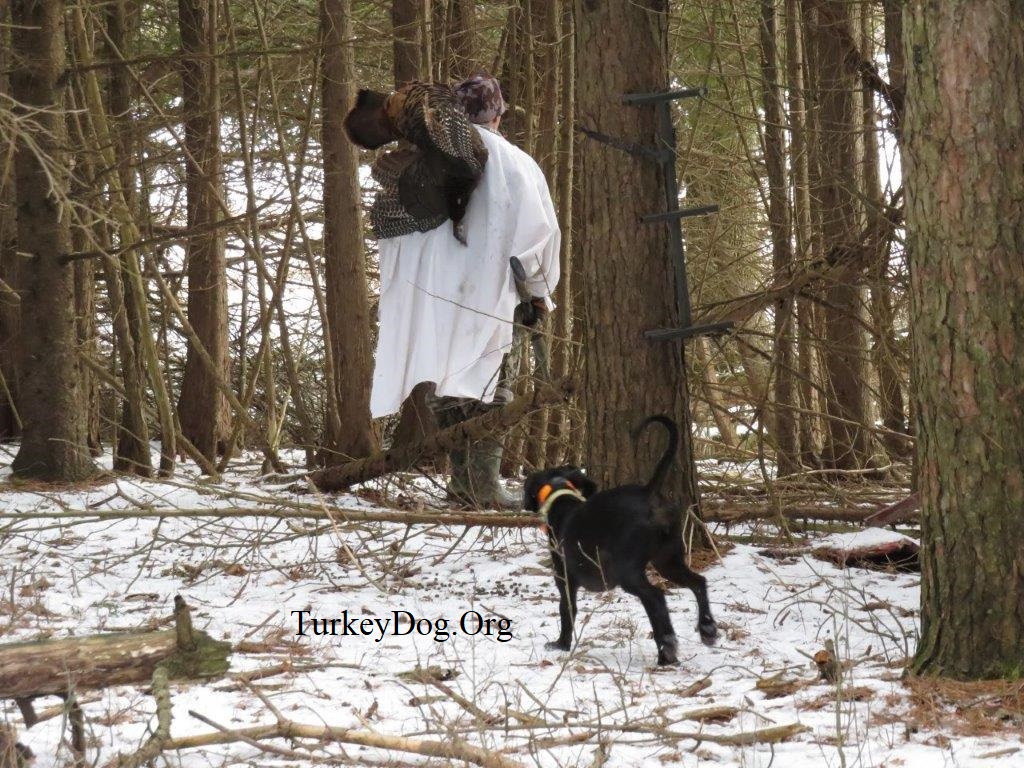 Dog follows hunter with turkey over his shoulder.