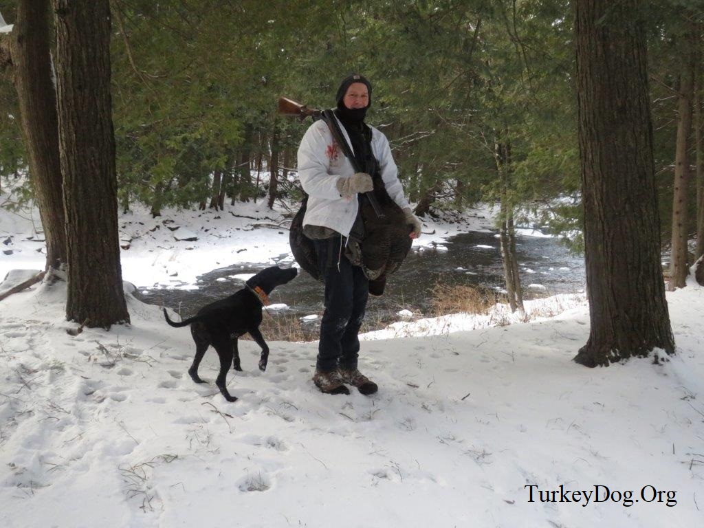 Dog sniffs 2 turkeys hunter is carrying.