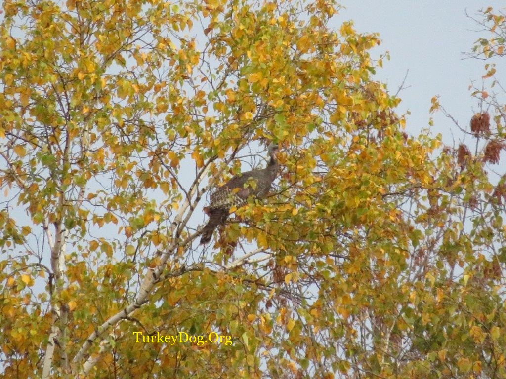 Turkey in a tree.