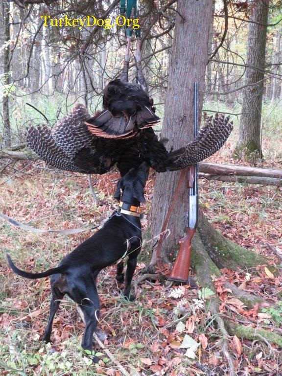 dog turkey and shotgun