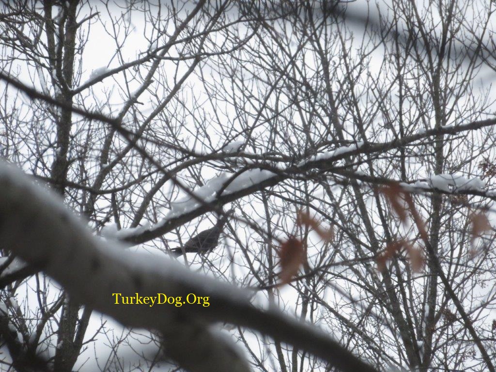 Turkey up in the tree.