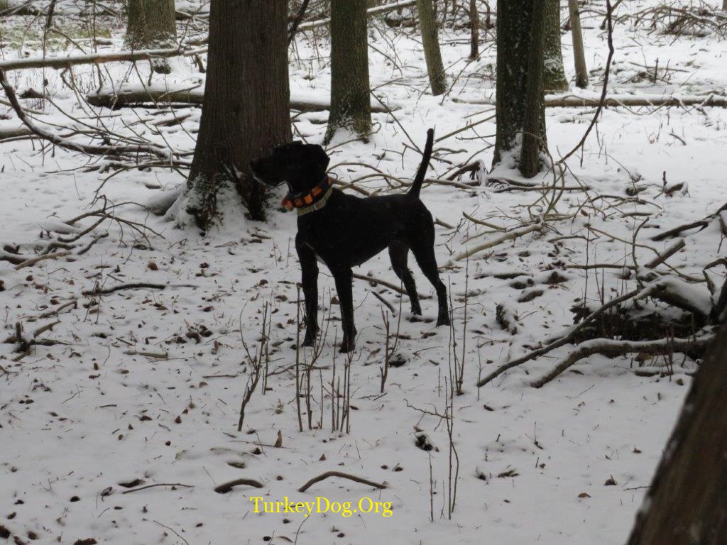 Black dog on white snow.