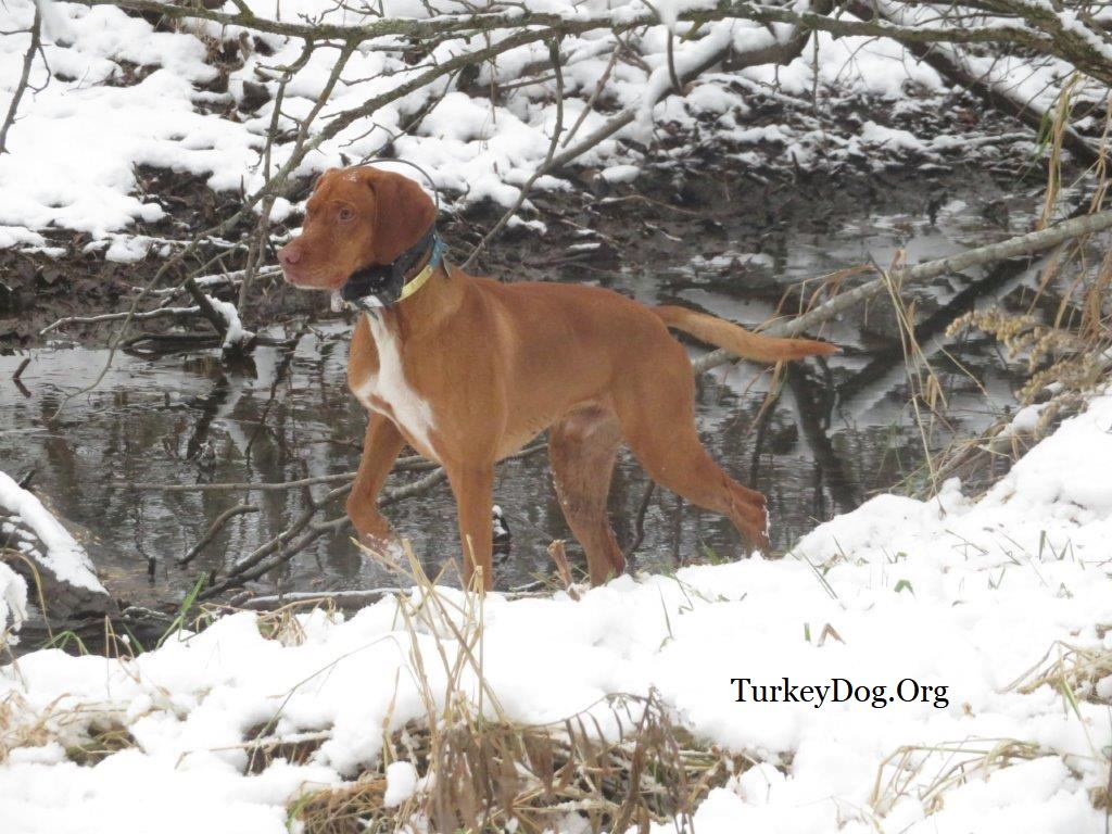 Red dog on snow.