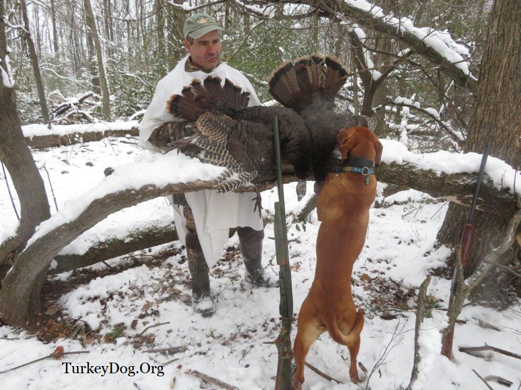 1 dog 1 hunter 2 turkeys