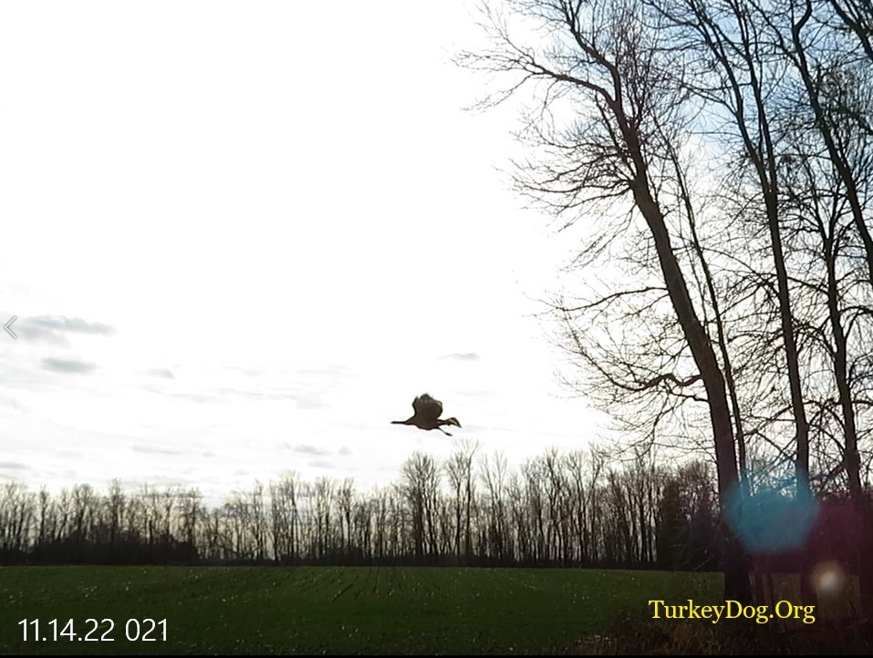 Another turkey flies away.