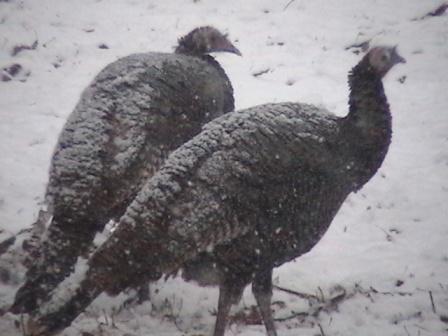 Snow Back
Turkeys