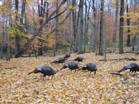 indians hunting wisconsin wild turkey