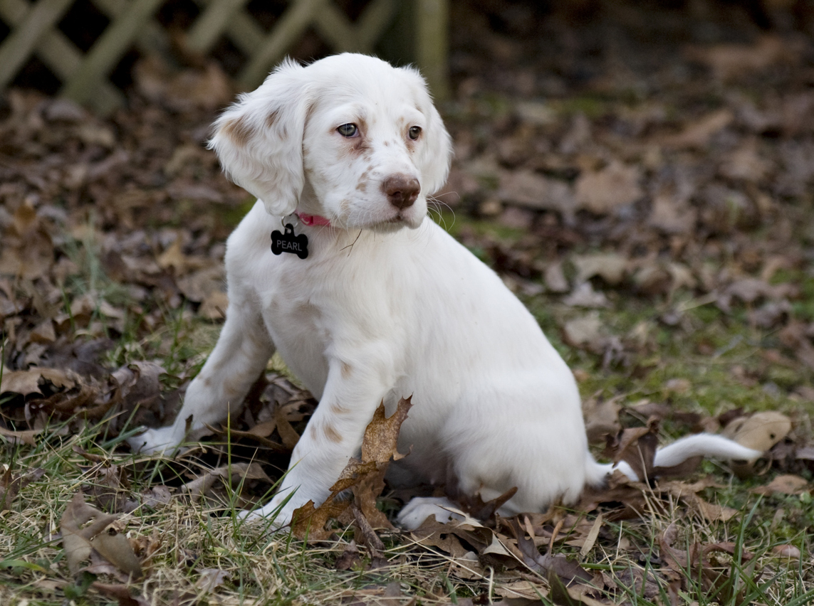 Beautiful Llewellin Settter Virginia Turkey Dog Puppy