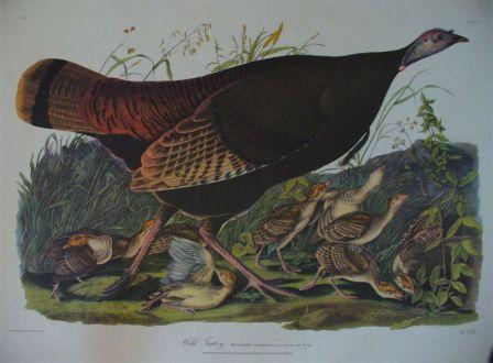 Audubon drawing turkey hen and poults