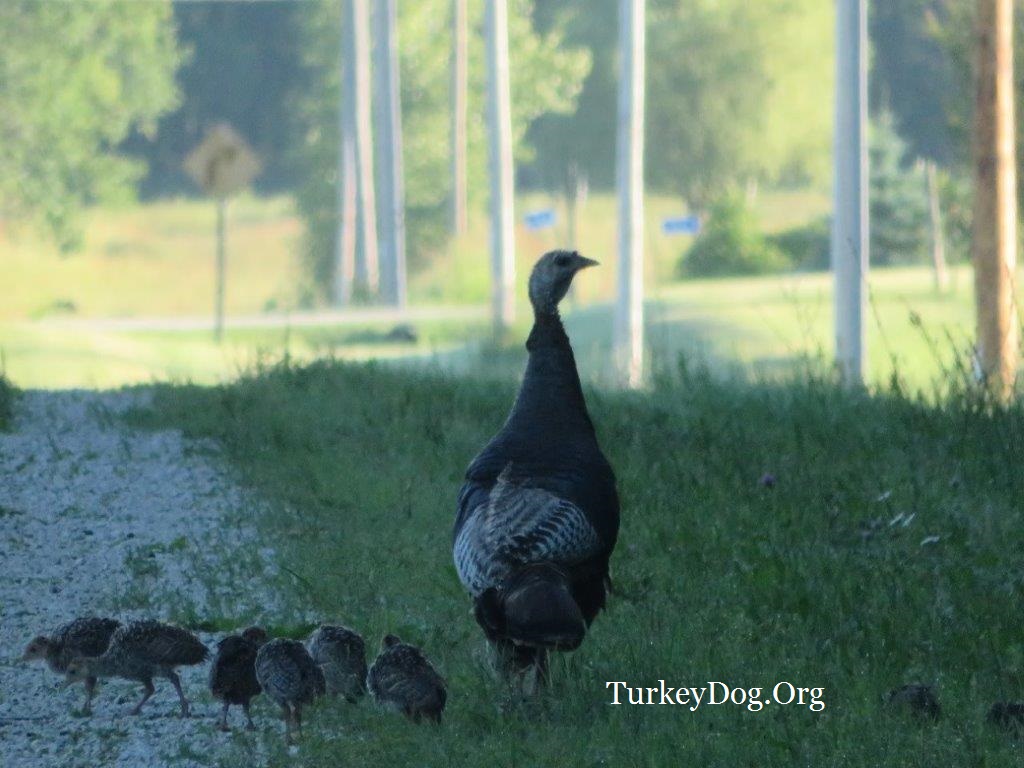 Beautiful hen turkey with her brood of 13 poults in Wisconsin
