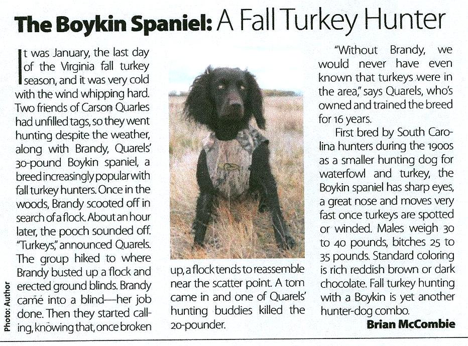 Carson's Boykin Spaniel Brandy in the October 2009 NRA magazine.