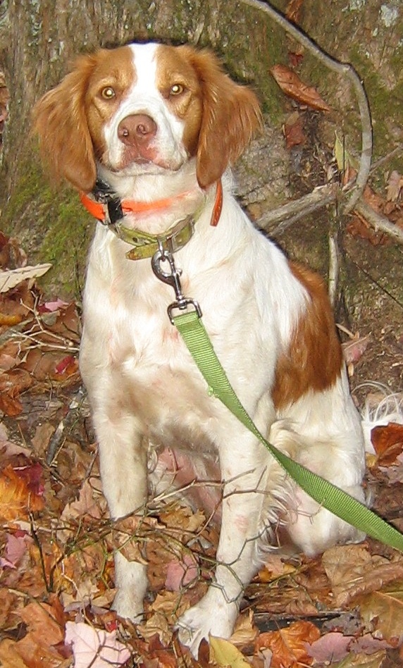 Todd Clemens WV brittany turkey dog Kee Kee