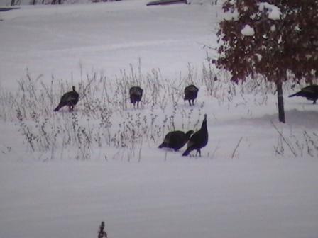 wild
turkeys come to the call