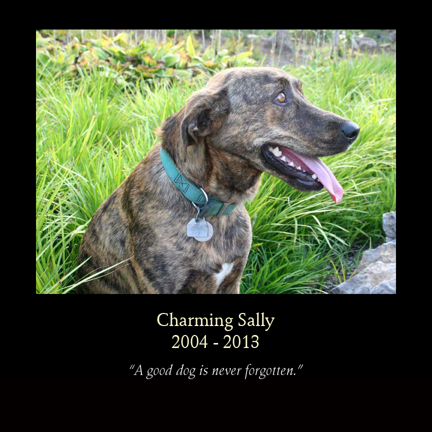 Charming Saly - Mountain Cur of David Wright