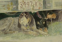 hunting dogs in shade under pickup truck