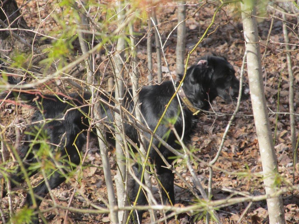 Coveted black dropper turkey hunting dog from Virginia