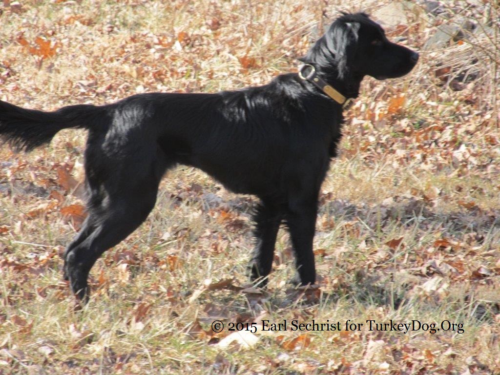 Beautiful black setter pointer dropper Virginia turkey dog