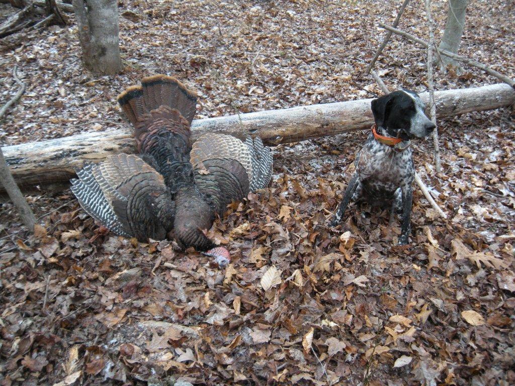 Turkey dog hunts after coyote attacked her