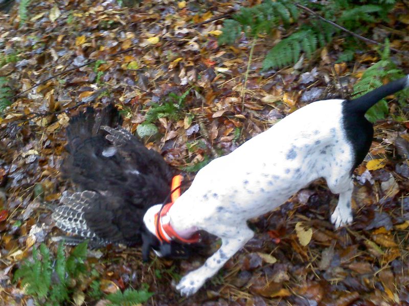 Gunner Seger's first turkey Fall 2010 at Ron Meek's New York Roost