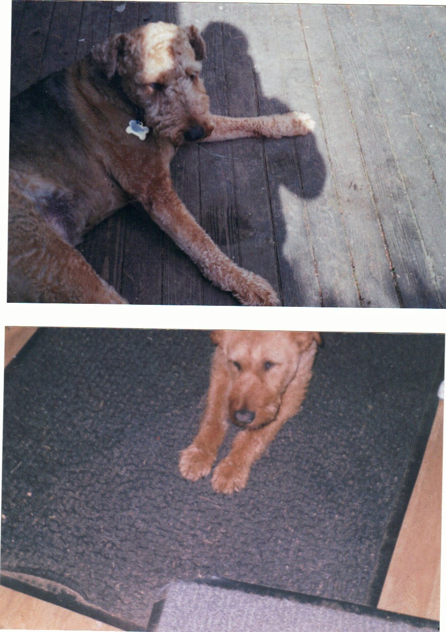 Haven the Airedale and Oliver the Irish Terrier