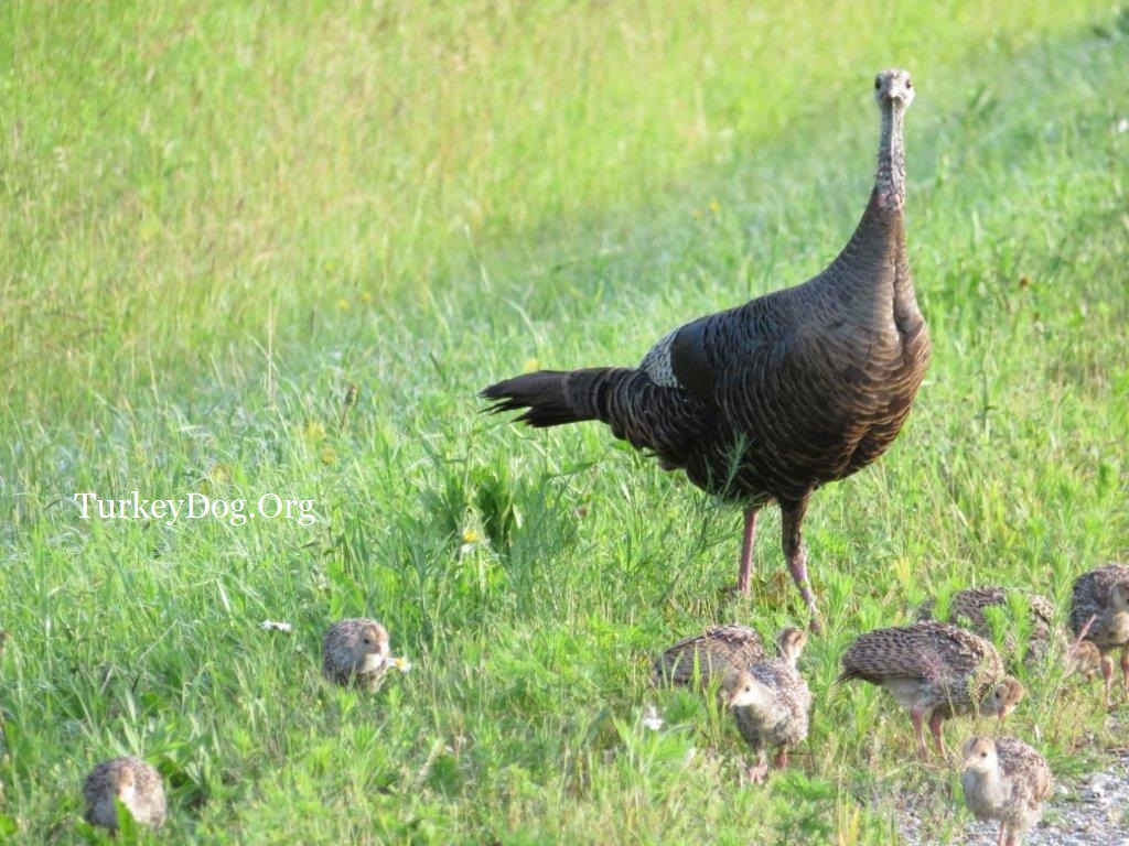 hen turkey with her brood of 13 poults