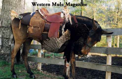Hunt turkey with mule