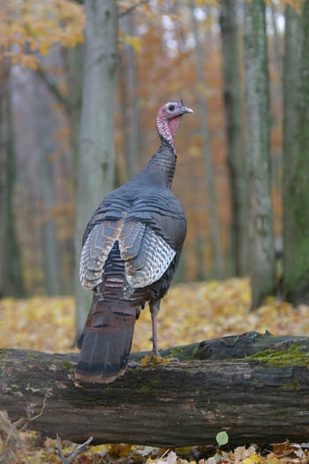indians use snare and pole traps to catch turkeys