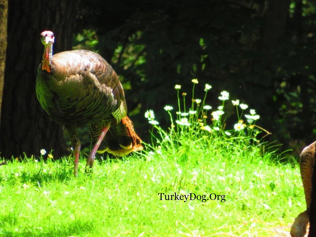 wild turkeys metallic colors look like jewelled robots